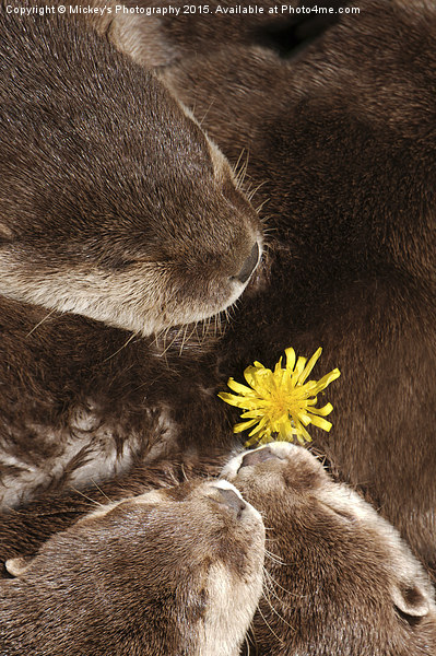 Otterly Cute Flower Power Picture Board by rawshutterbug 
