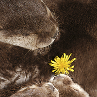 Buy canvas prints of Otterly Cute Flower Power by rawshutterbug 