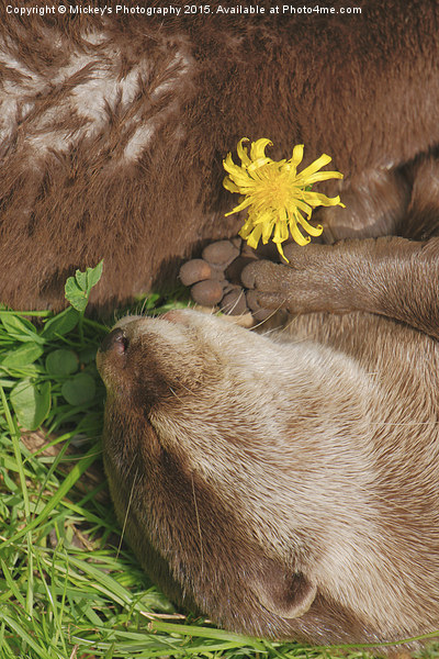Otter Dream Picture Board by rawshutterbug 