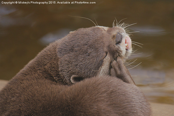 Otter Itch Picture Board by rawshutterbug 