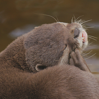 Buy canvas prints of Otter Itch by rawshutterbug 