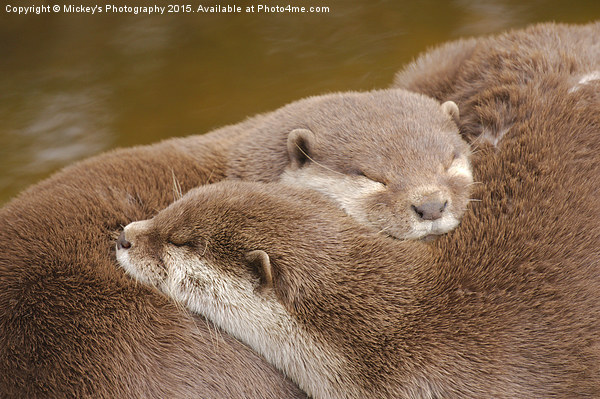 Otterly Tired Picture Board by rawshutterbug 