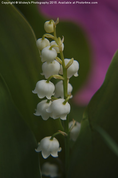 Lily Of The Valley Picture Board by rawshutterbug 