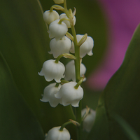 Buy canvas prints of Lily Of The Valley by rawshutterbug 