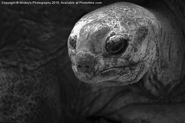 Aldabra Giant Tortoise Picture Board by rawshutterbug 