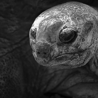 Buy canvas prints of Aldabra Giant Tortoise by rawshutterbug 