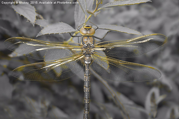 Golden Dragonfly Picture Board by rawshutterbug 