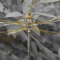 Buy canvas prints of Golden Dragonfly by rawshutterbug 