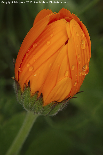 Orange Daisy Picture Board by rawshutterbug 