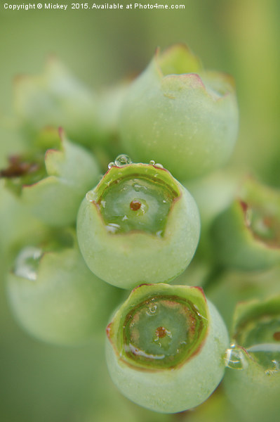 Unripened Blueberries Picture Board by rawshutterbug 