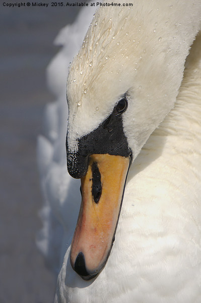 The Mute Swan Picture Board by rawshutterbug 