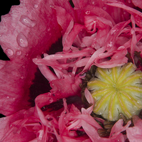 Buy canvas prints of Frilly Poppy In The Rain by rawshutterbug 