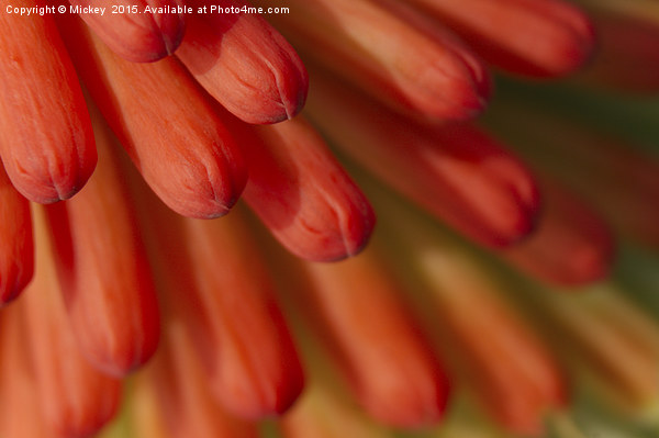 Red Hot Poker Picture Board by rawshutterbug 