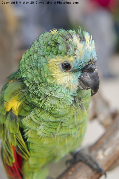 Amazon Parrot Picture Board by rawshutterbug 