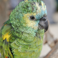 Buy canvas prints of Amazon Parrot by rawshutterbug 