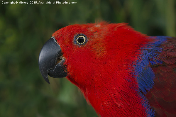 Close Up Eclectus Parrot Picture Board by rawshutterbug 
