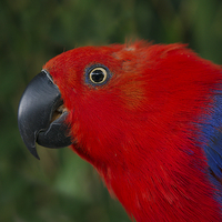 Buy canvas prints of Close Up Eclectus Parrot by rawshutterbug 