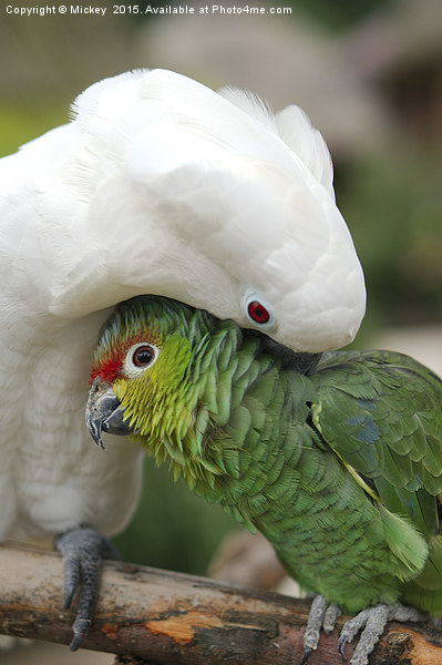Parrot Cuddle Picture Board by rawshutterbug 