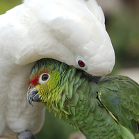 Buy canvas prints of Parrot Cuddle by rawshutterbug 