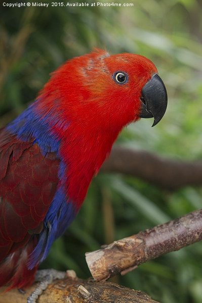Eclectus Parrot Picture Board by rawshutterbug 
