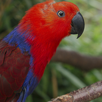 Buy canvas prints of Eclectus Parrot by rawshutterbug 