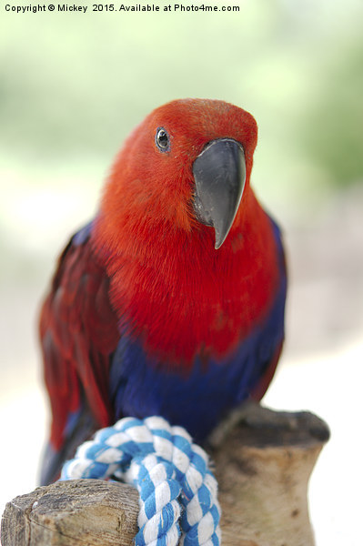 Female Eclectus Parrot Picture Board by rawshutterbug 
