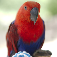 Buy canvas prints of Female Eclectus Parrot by rawshutterbug 