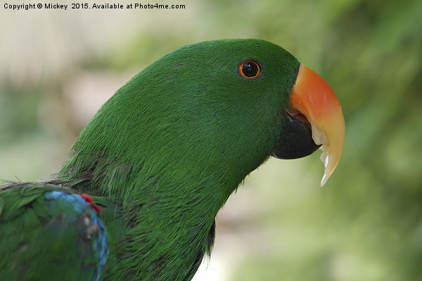 Male Eclectus Parrot Picture Board by rawshutterbug 