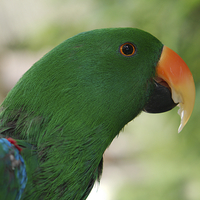 Buy canvas prints of Male Eclectus Parrot by rawshutterbug 