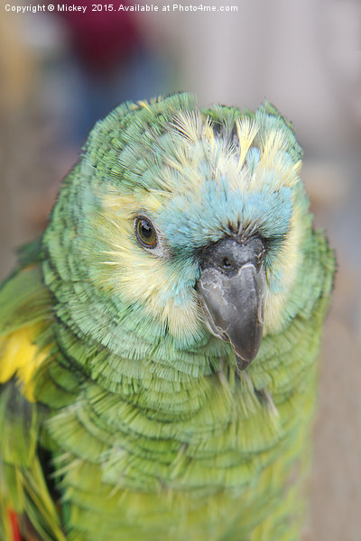 Young Amazon Parrot Picture Board by rawshutterbug 