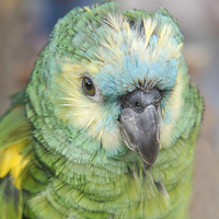 Buy canvas prints of Young Amazon Parrot by rawshutterbug 