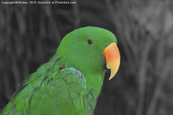 Male Eclectus Picture Board by rawshutterbug 