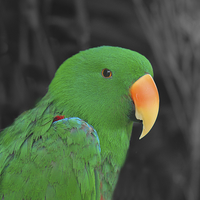 Buy canvas prints of Male Eclectus by rawshutterbug 