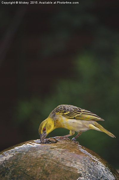 The Yellow Village Weaver Picture Board by rawshutterbug 
