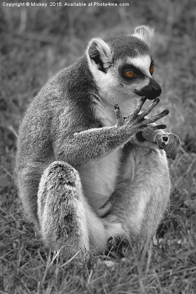 Lemur Picture Board by rawshutterbug 