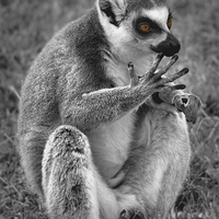 Buy canvas prints of Lemur by rawshutterbug 