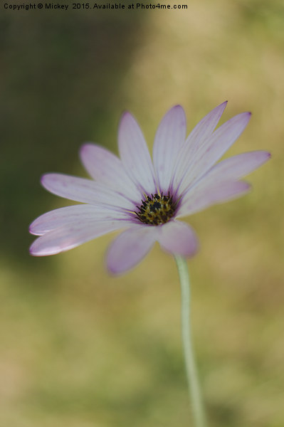 The Last African Daisy Picture Board by rawshutterbug 