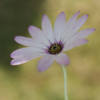 Buy canvas prints of The Last African Daisy by rawshutterbug 