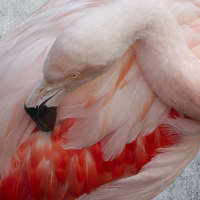Buy canvas prints of Flamingo by rawshutterbug 