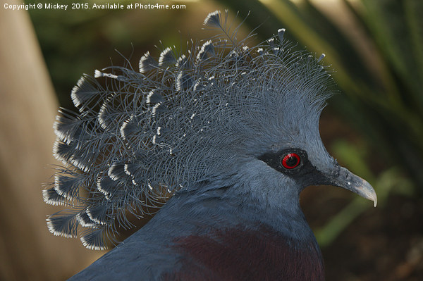 Victoria Crowned Pigeon Picture Board by rawshutterbug 