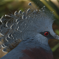 Buy canvas prints of Victoria Crowned Pigeon by rawshutterbug 