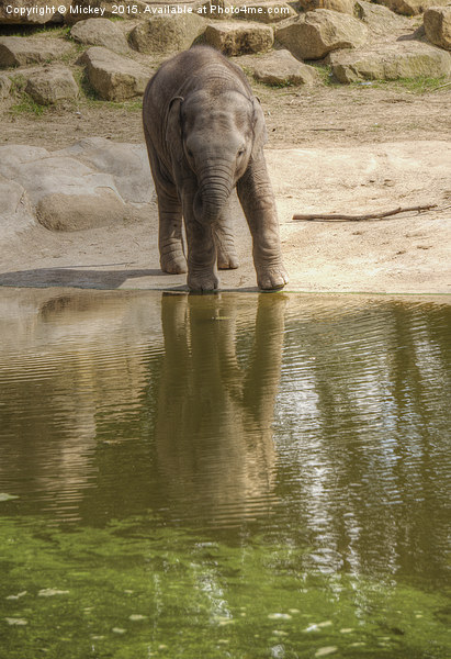 Baby Elephant Reflection Picture Board by rawshutterbug 