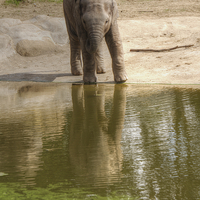 Buy canvas prints of Baby Elephant Reflection by rawshutterbug 