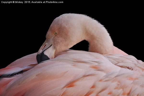 Pink Flamingo Picture Board by rawshutterbug 
