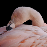 Buy canvas prints of Pink Flamingo by rawshutterbug 