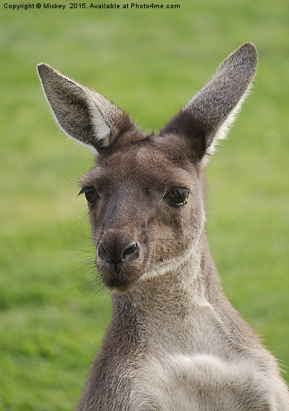 Western Grey Kangaroos Picture Board by rawshutterbug 