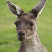 Buy canvas prints of Western Grey Kangaroos by rawshutterbug 