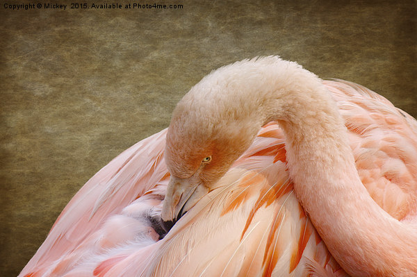 Flamingo Picture Board by rawshutterbug 
