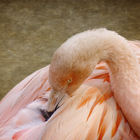 Buy canvas prints of Flamingo by rawshutterbug 