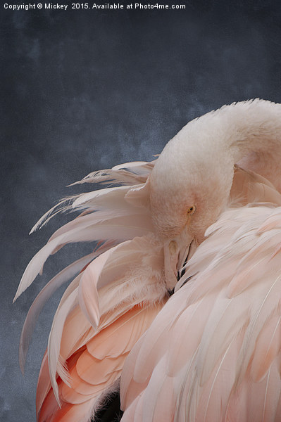 Flamingo Portrait Picture Board by rawshutterbug 